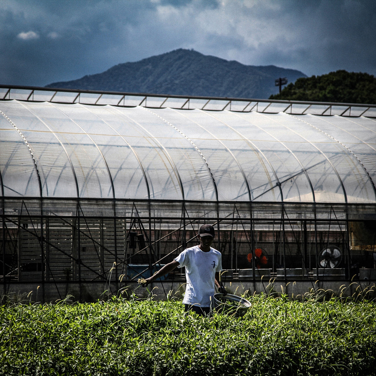 雨降前掛け – 吉川醸造 | KIKKAWA JOZO